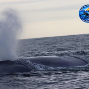 Avis unique en Galice : quatre balles azules en solo dans les métros du bateau