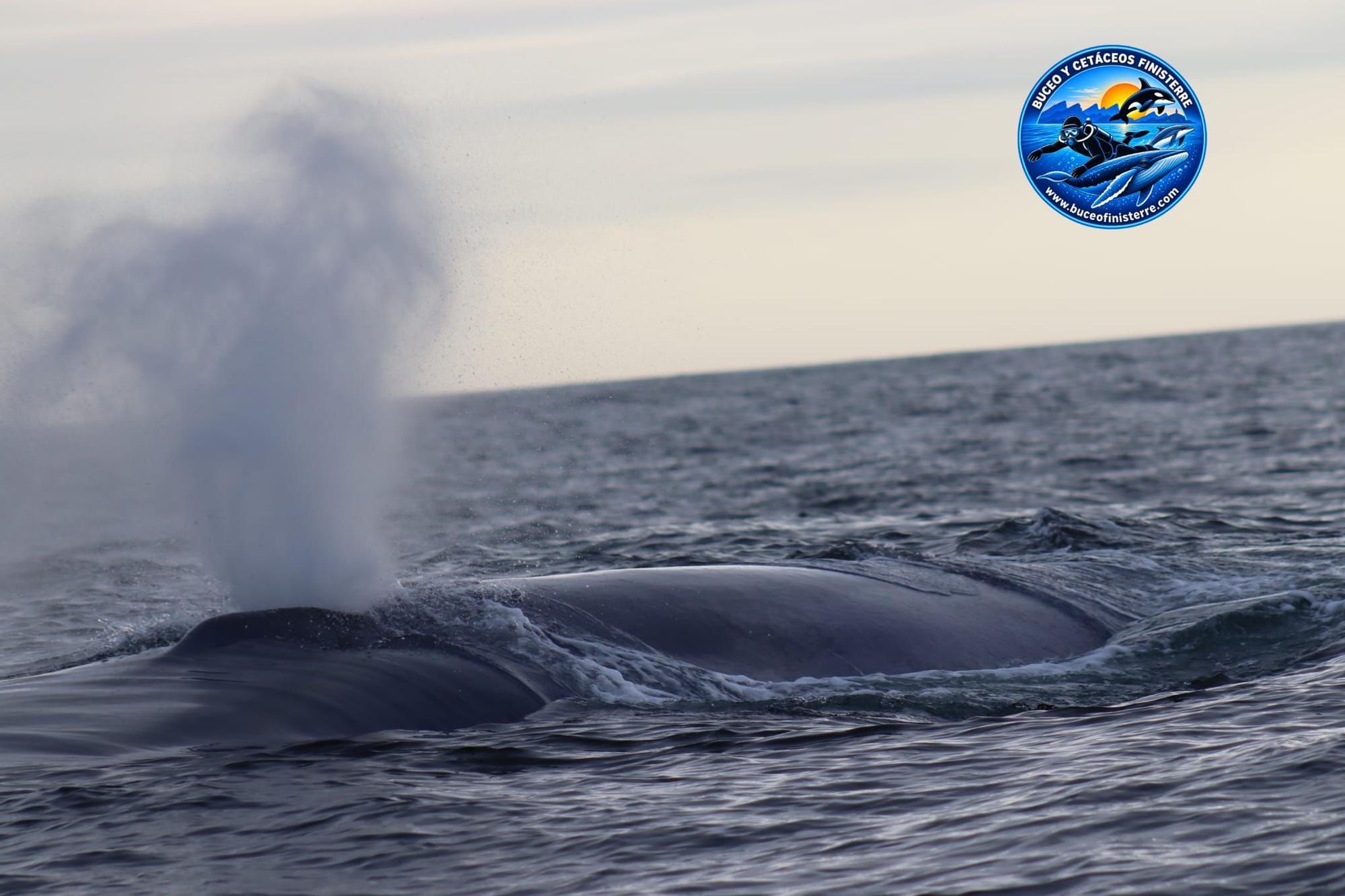 Avistamiento único en Fisterra: cuatro ballenas azules a solo diez metros del barco