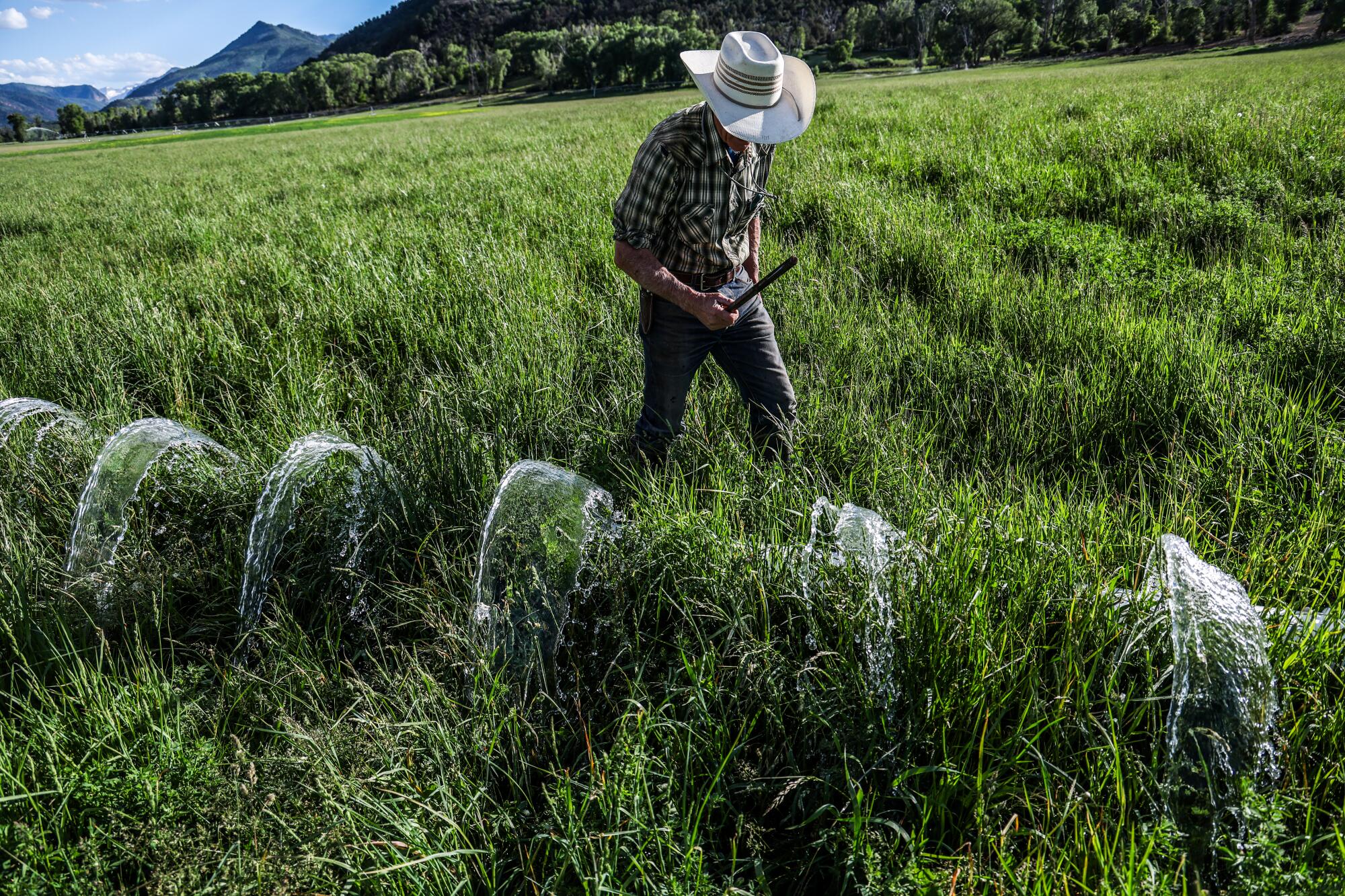 Un éleveur dans un champ herbeux passe près d’une conduite d’irrigation pulvérisant de l’eau.