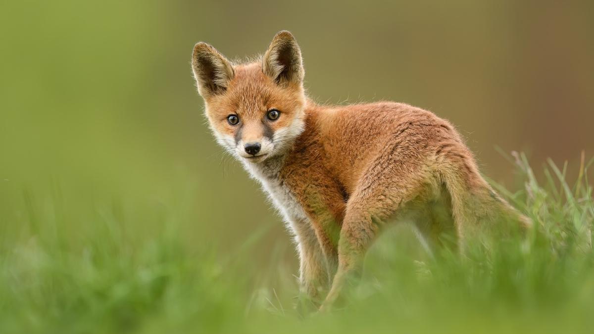 Un ejemplar juvenil de zorro, especie común en la Comunidad Valenciana