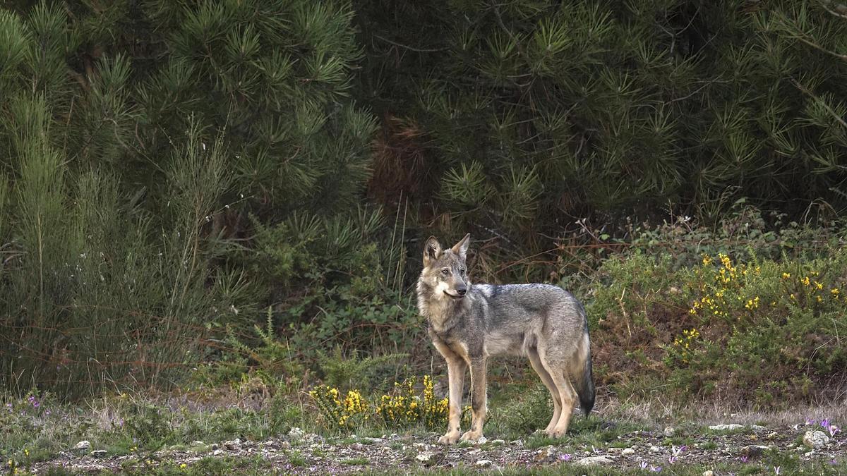 Un des exemples de loups qui apparaissent dans le film