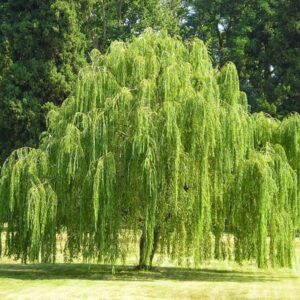 ARBOLES CONTAMINANTES | Découvrez que certaines espèces d'arbres influencent la qualité de l'air dans les villes