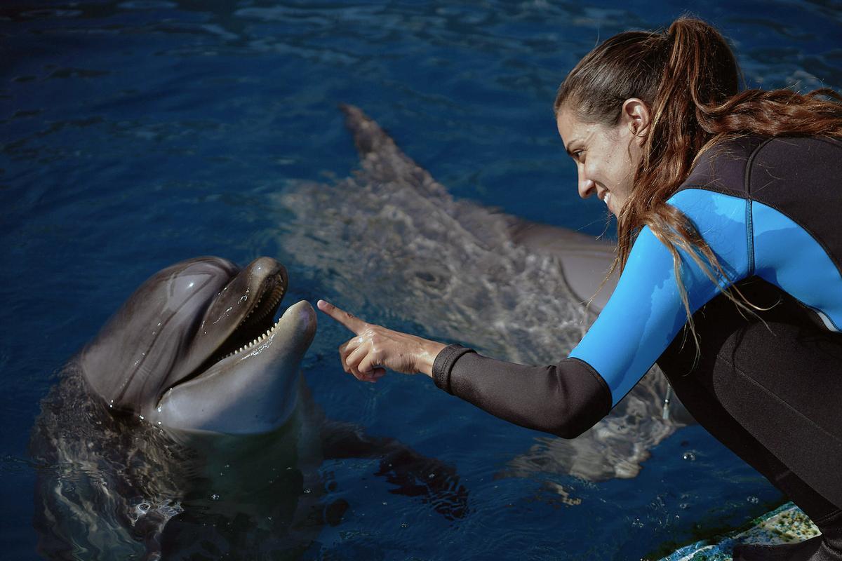 Le delfinario del Oceanogràfic ofrece est une nouvelle exposition avec le groupe delfines.
