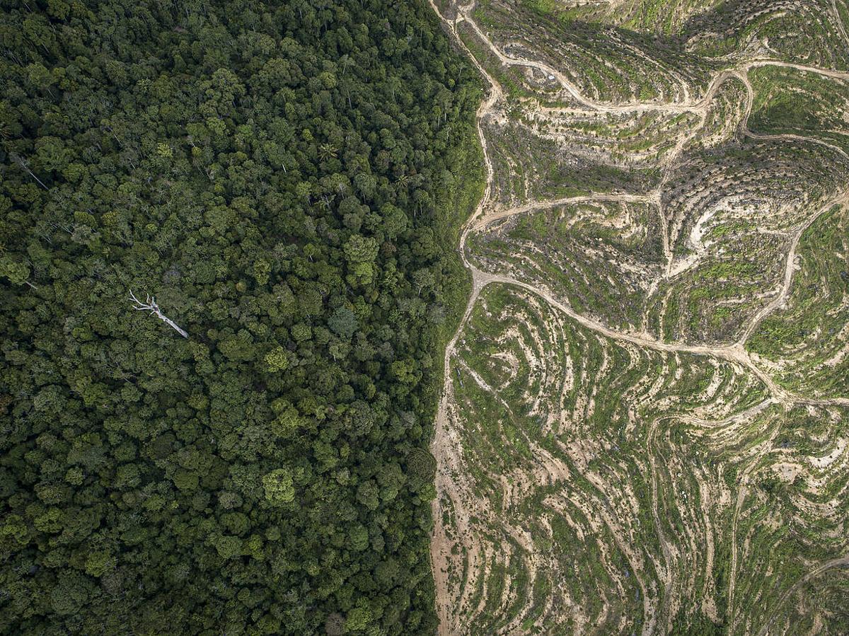 La déforestation augmente les émissions de gaz à effet hivernal