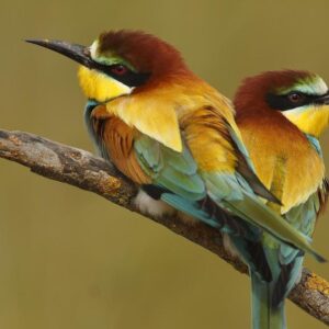 CARTE AVES | Publier sur Internet la carte complète des 11 000 espèces des oiseaux du monde