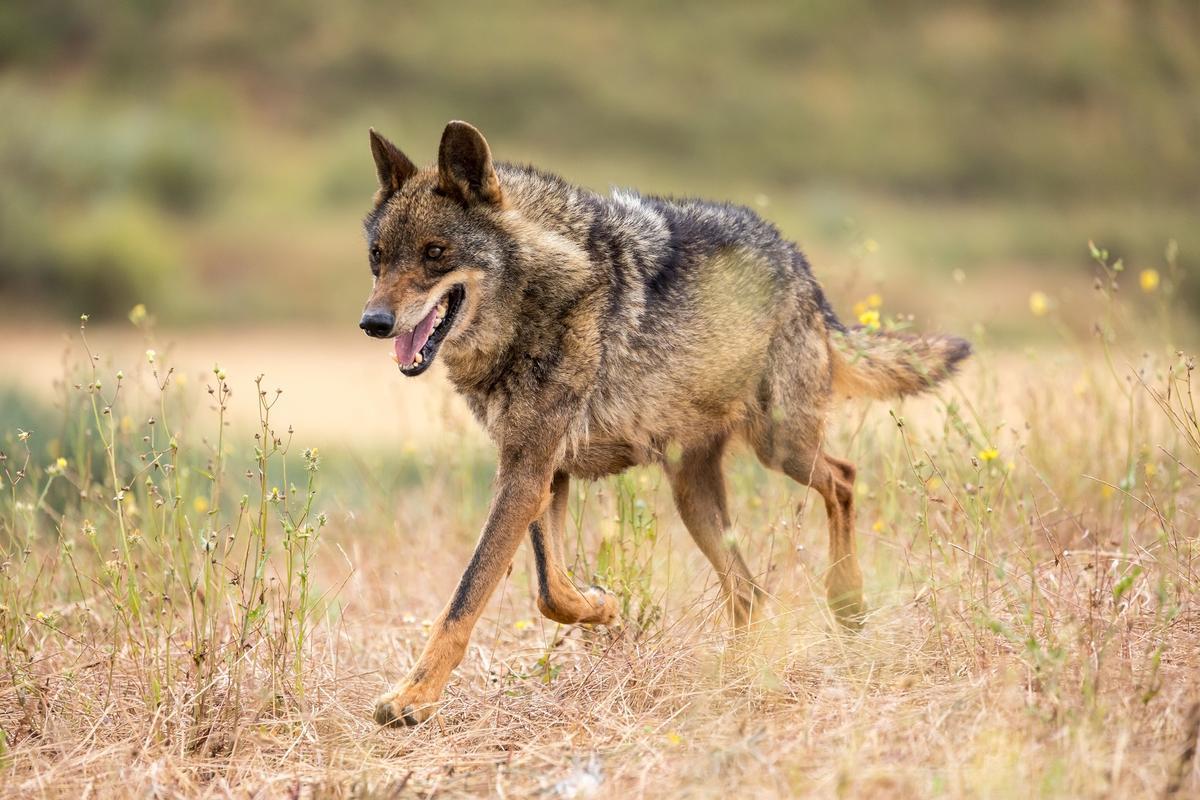 Exemple de loup ibérique en milieu naturel