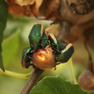 Ce scarabée vert maladroit pourrait bien vous écraser le visage