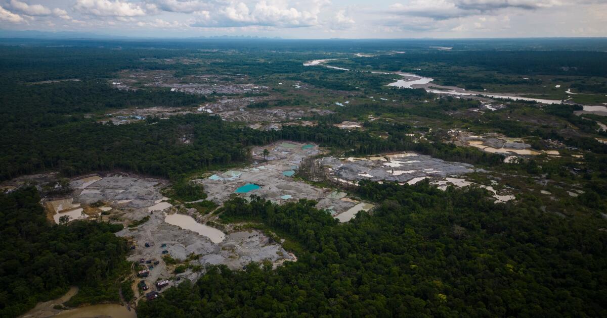 Cinq pays amazoniens arrêtent des centaines de personnes dans le cadre de la répression des crimes environnementaux