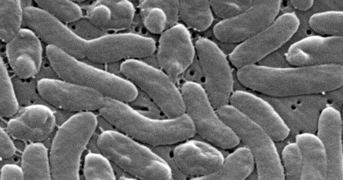 Des cas de bactéries carnivores suscitent des avertissements sanitaires pour la côte du Golfe