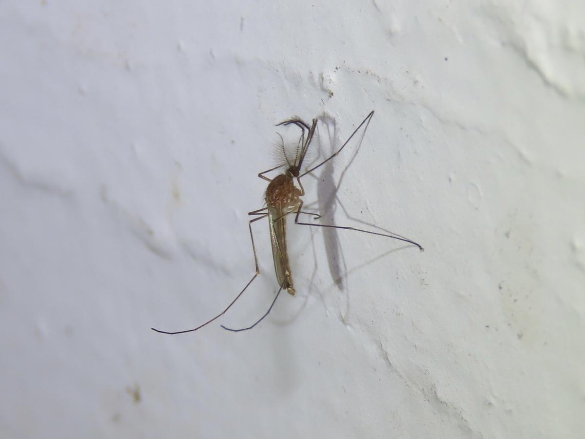 Exemple de 'Culex pipiens', espèce qui transmet le virus du Nil