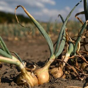 El Niño menace de réduire jusqu'à 15 % les matières premières alimentaires et d'aggraver les extrêmes climatiques.