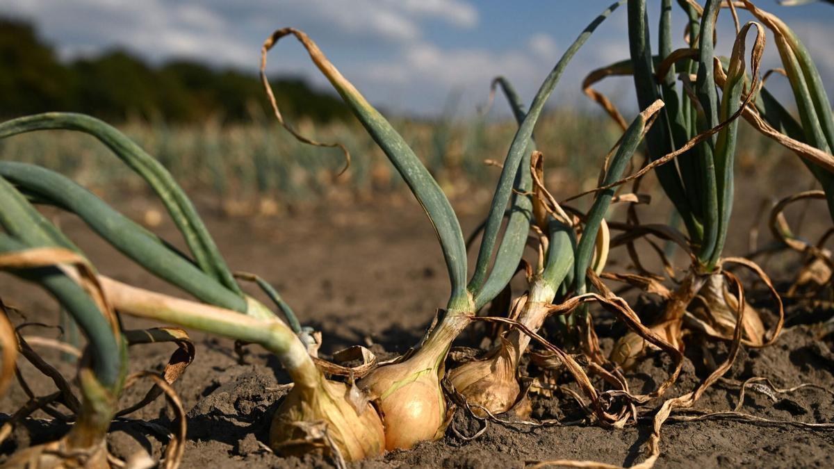 Bulbos de cebolla con hojas amarillentas y secas en un campo de Selm, en el oeste de Alemania, tras un verano de récord de calor y sequía.