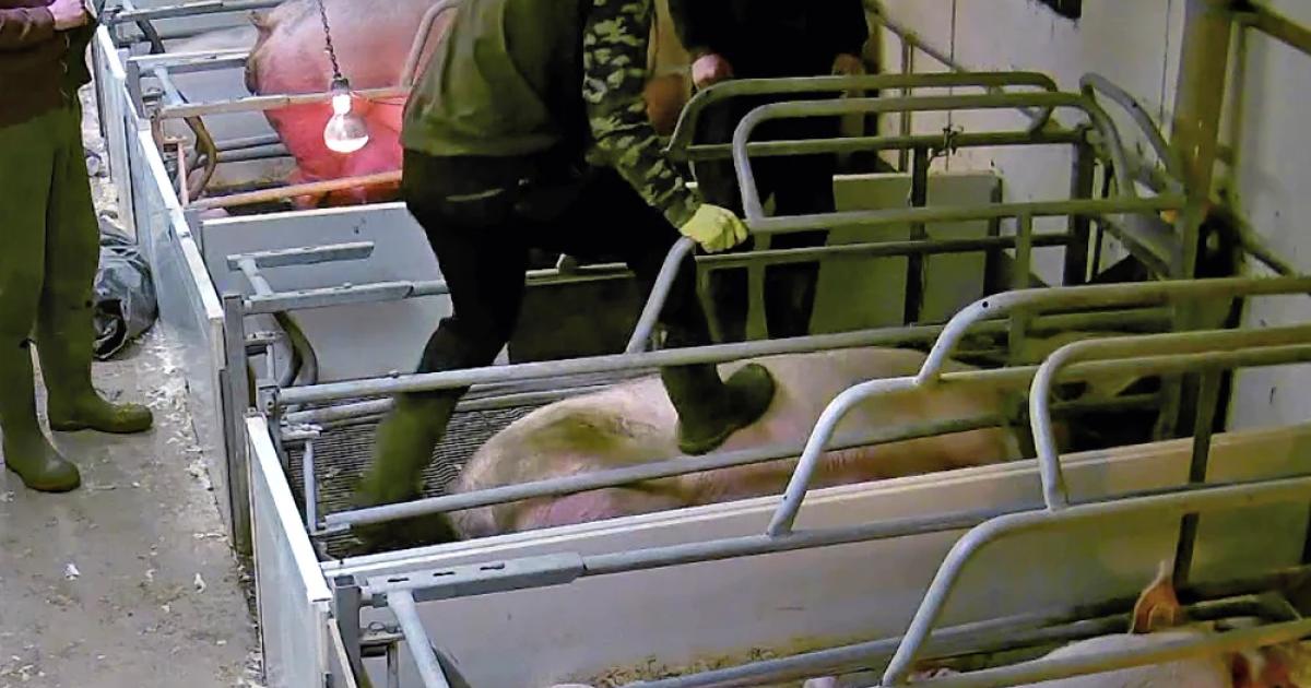 Il est temps d’agir pour le bien-être animal