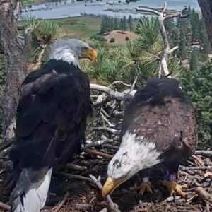 L'ombre est « fortement susceptible » de nicher avec un nouveau copain aigle, selon un biologiste