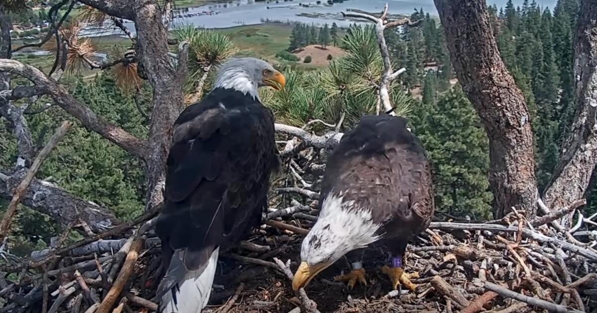 L'ombre est "fortement susceptible" de nicher avec un nouveau copain aigle, selon un biologiste