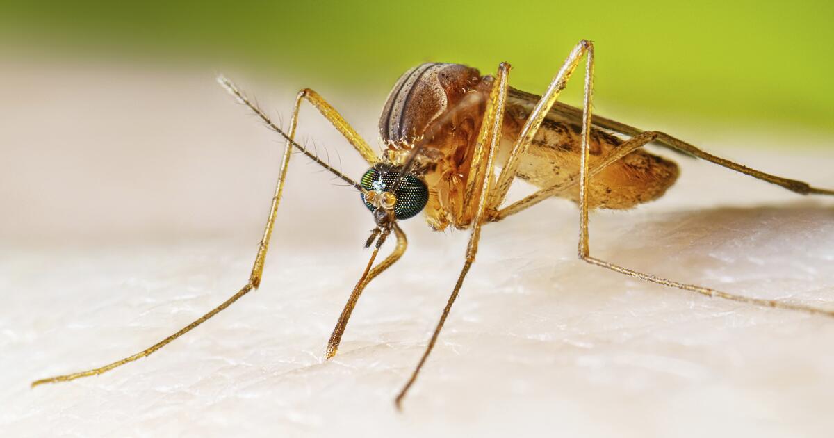 Les moustiques, les tiques et les puces font-ils de la Californie un foyer de maladies ?