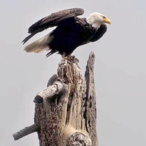 Les restes du célèbre aigle Jackie iront aux tribus. Certains fans le combattent