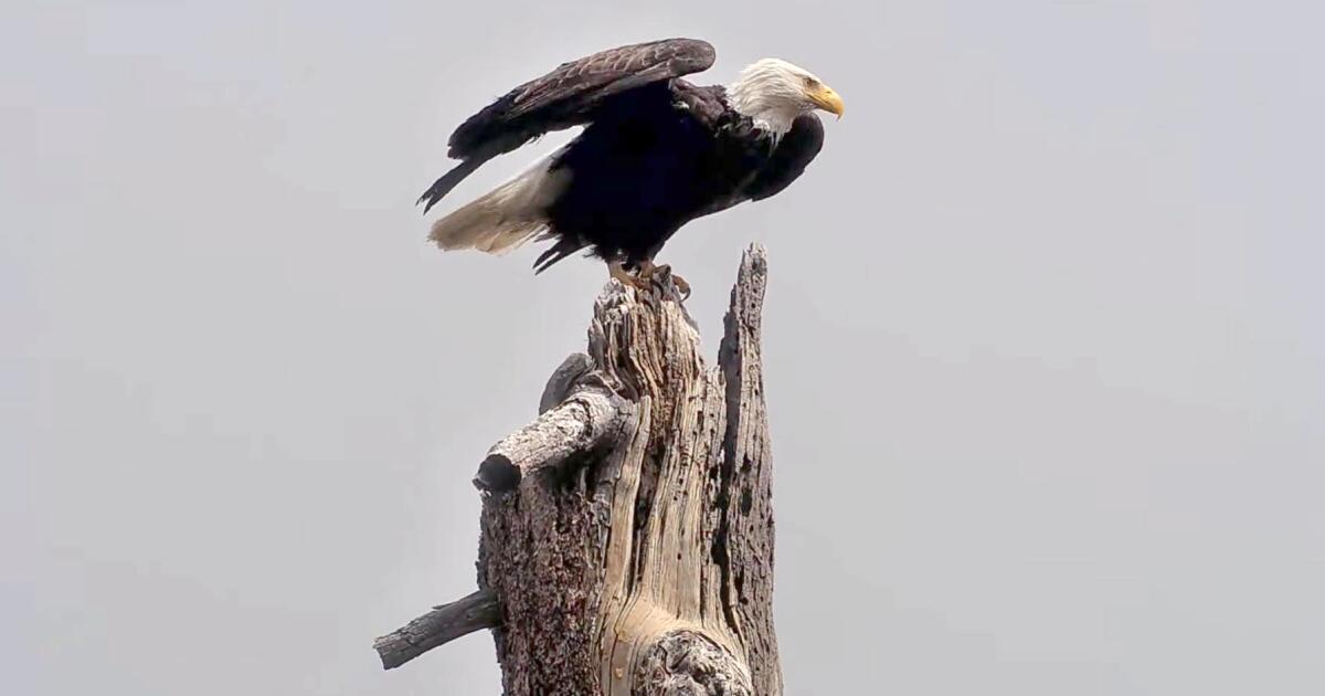 Les restes du célèbre aigle Jackie iront aux tribus. Certains fans le combattent