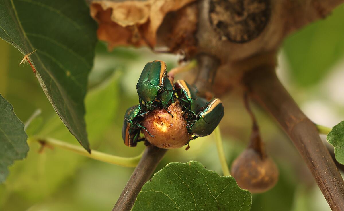 Les coléoptères Figeater se régalent de figues. 