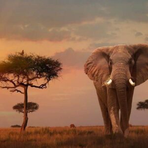MUERTE ÉLÉFANTES KENIA | ¿Veneno o enfermedad? Une polémique entoure la mystérieuse mort de 18 éléphants au Kenya