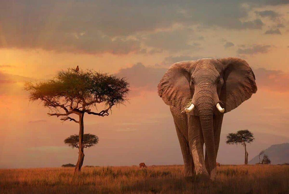 Un éléphant au Saban Africain