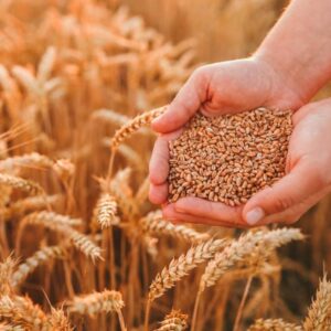 PRÉCIO TRIGO | Le changement climatique peut tripler le prix du trigo et augmenter les hambrunas sur la planète