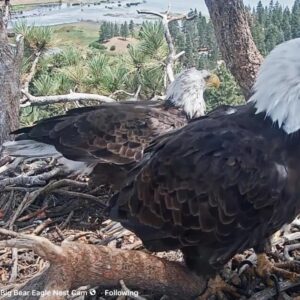 Shadow a un nouvel aigle dans Big Bear. Un match pourrait-il être en préparation ?