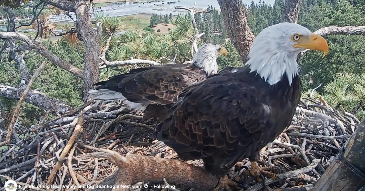 Shadow a un nouvel aigle dans Big Bear. Un match pourrait-il être en préparation ?