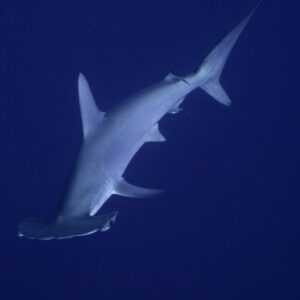 Temps de marteau : un requin-marteau rare donne un choc aux pêcheurs de la jetée de Malibu