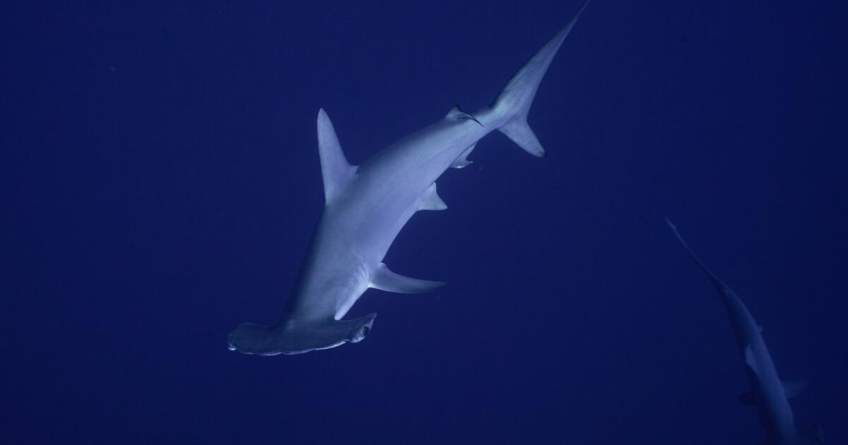 Temps de marteau : un requin-marteau rare donne un choc aux pêcheurs de la jetée de Malibu