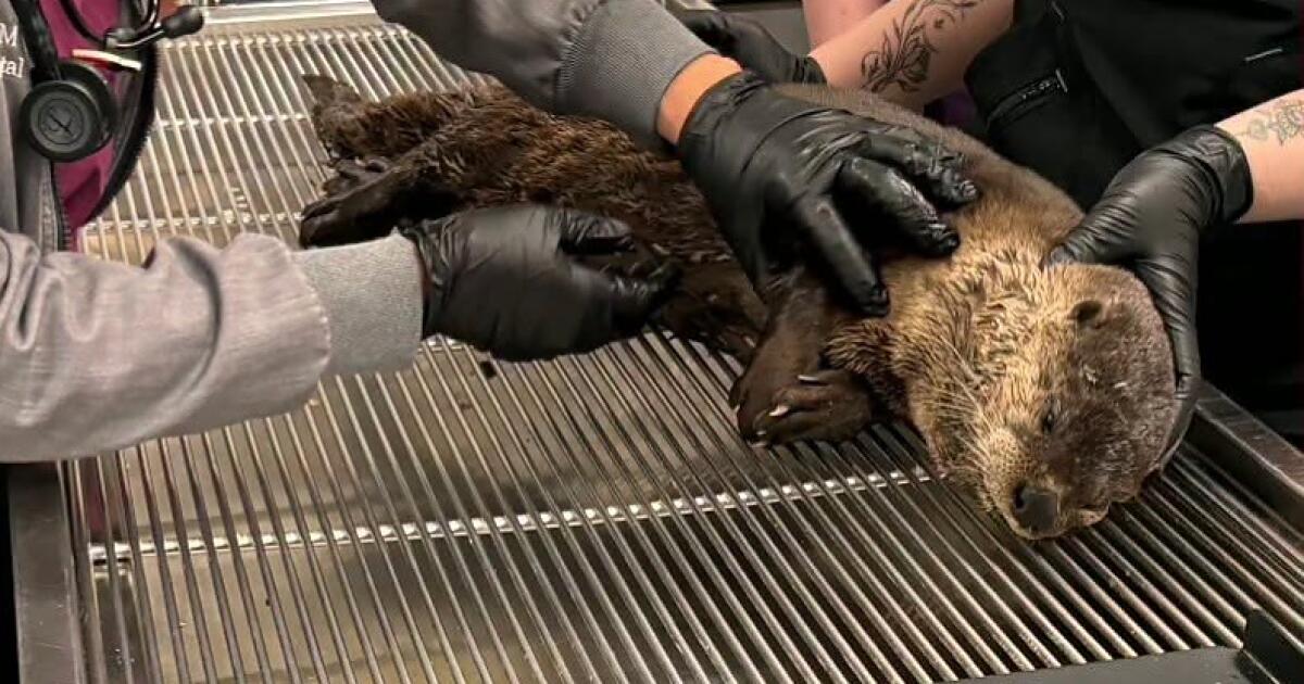 Une loutre de rivière de Californie souffre d'un traumatisme crânien suite à un délit de fuite