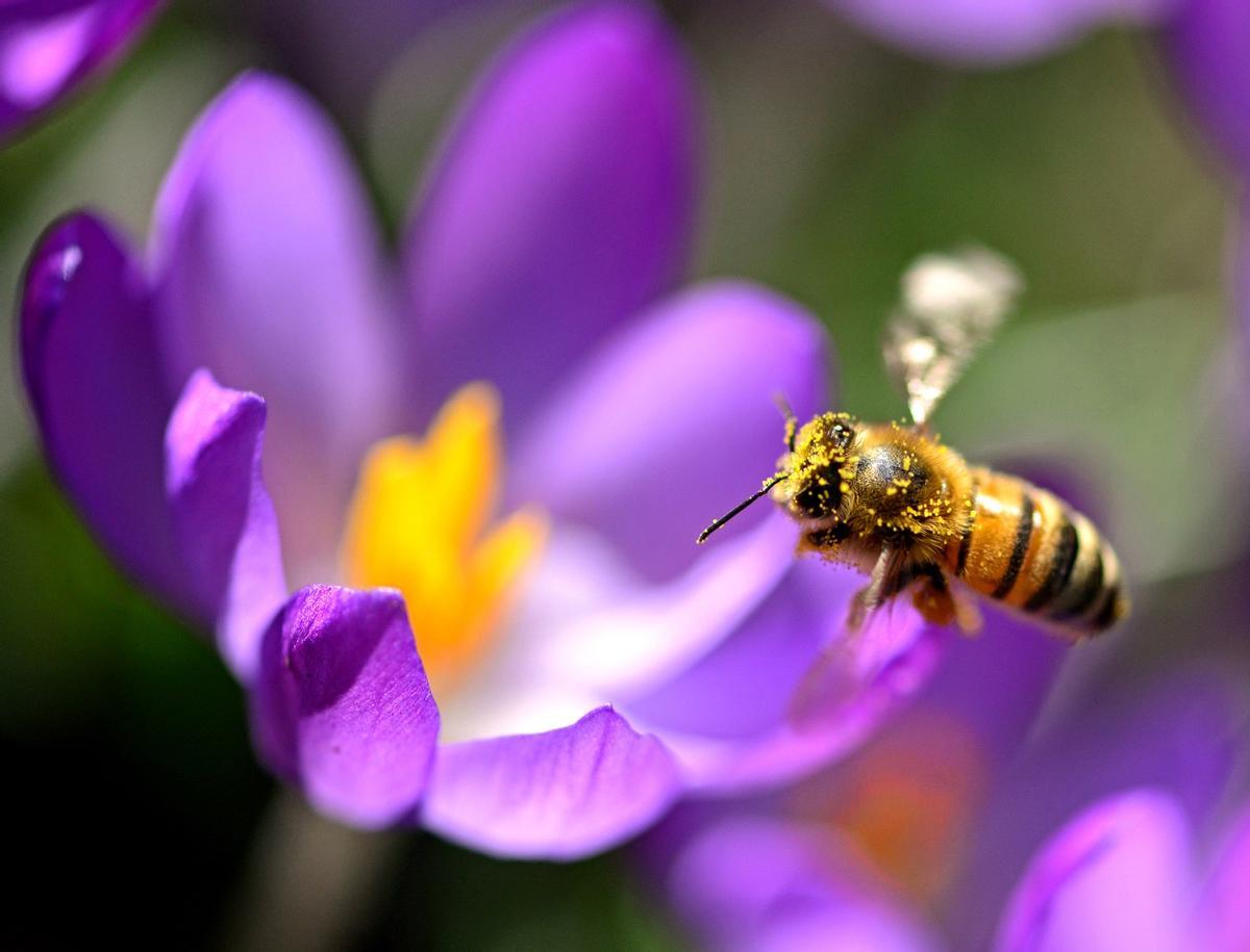 Abeja polinizando une fleur