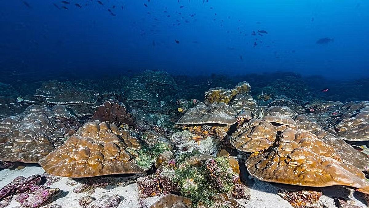 Los corales de las Galápagos han desvelado el historial de El Niño