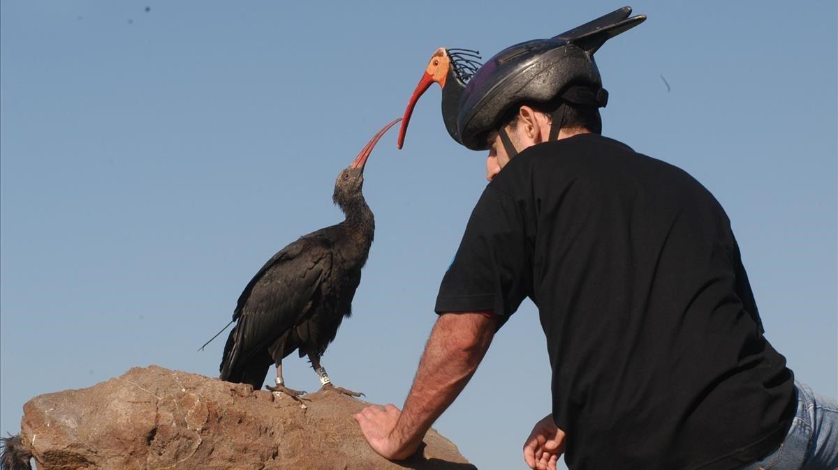 Un spécialiste de la criée d'ibis, héréditaire du zoo de Jerez, caractérisé par l'ibis pour éviter l'« humanisation » des cris.