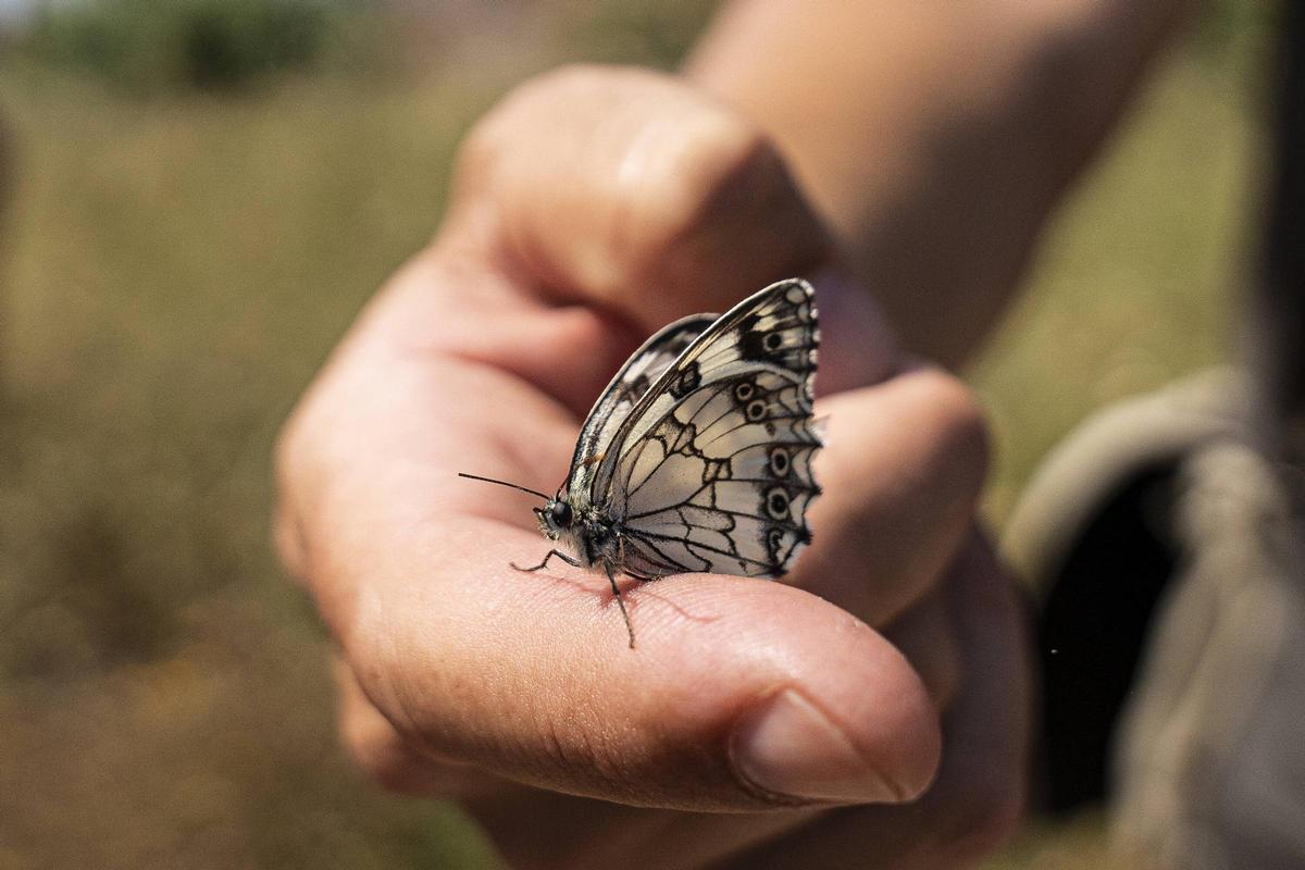Les mariposas tratan de resistir en entornos metropolitanos dégradés
