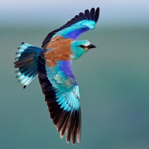 Les politiques de conservation les plus ambitieuses ne permettront pas de freiner le déclin des oiseaux et des mariposas en Europe