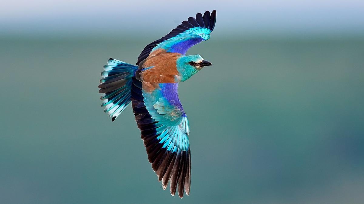 Carraca europea en vuelo