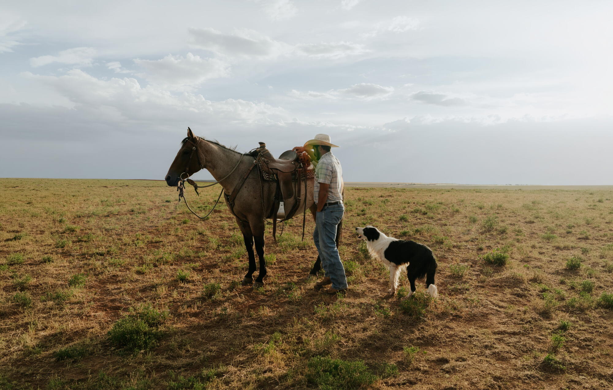 Un éleveur s'occupe d'un cheval sous le regard de son chien.