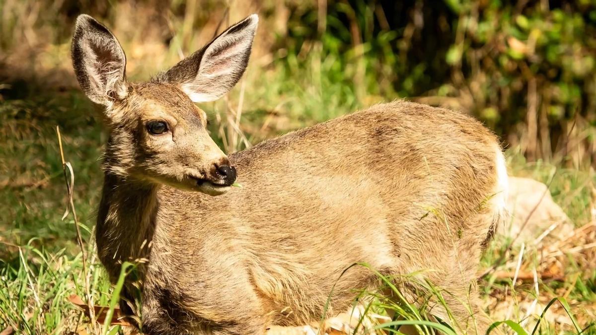 Un ciervo mulo de la isla Catalina, en California