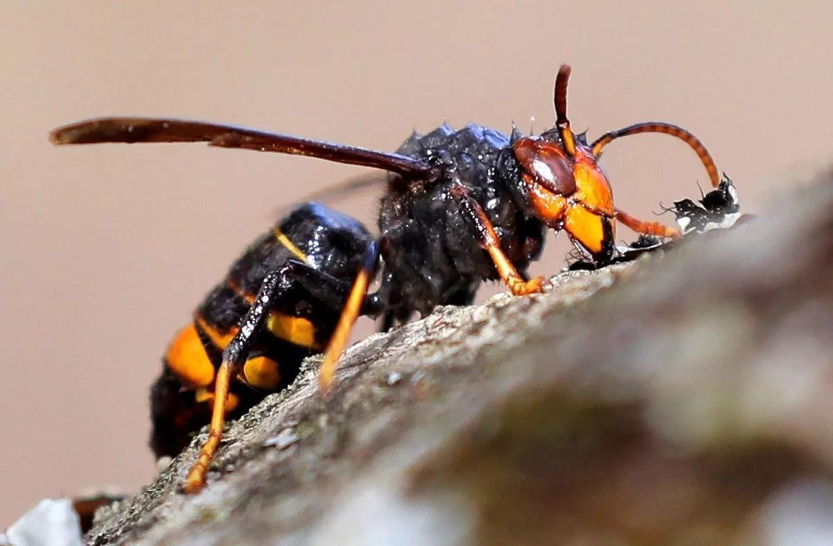 Une Vespa velutina, comunmente conocida como avispa asiática