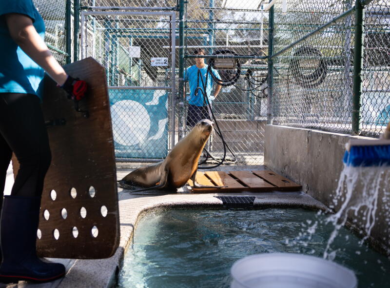 Les bénévoles du Marine Mammal Care Center nettoient un enclos pendant qu'un lion de mer surveille de près l'hôpital