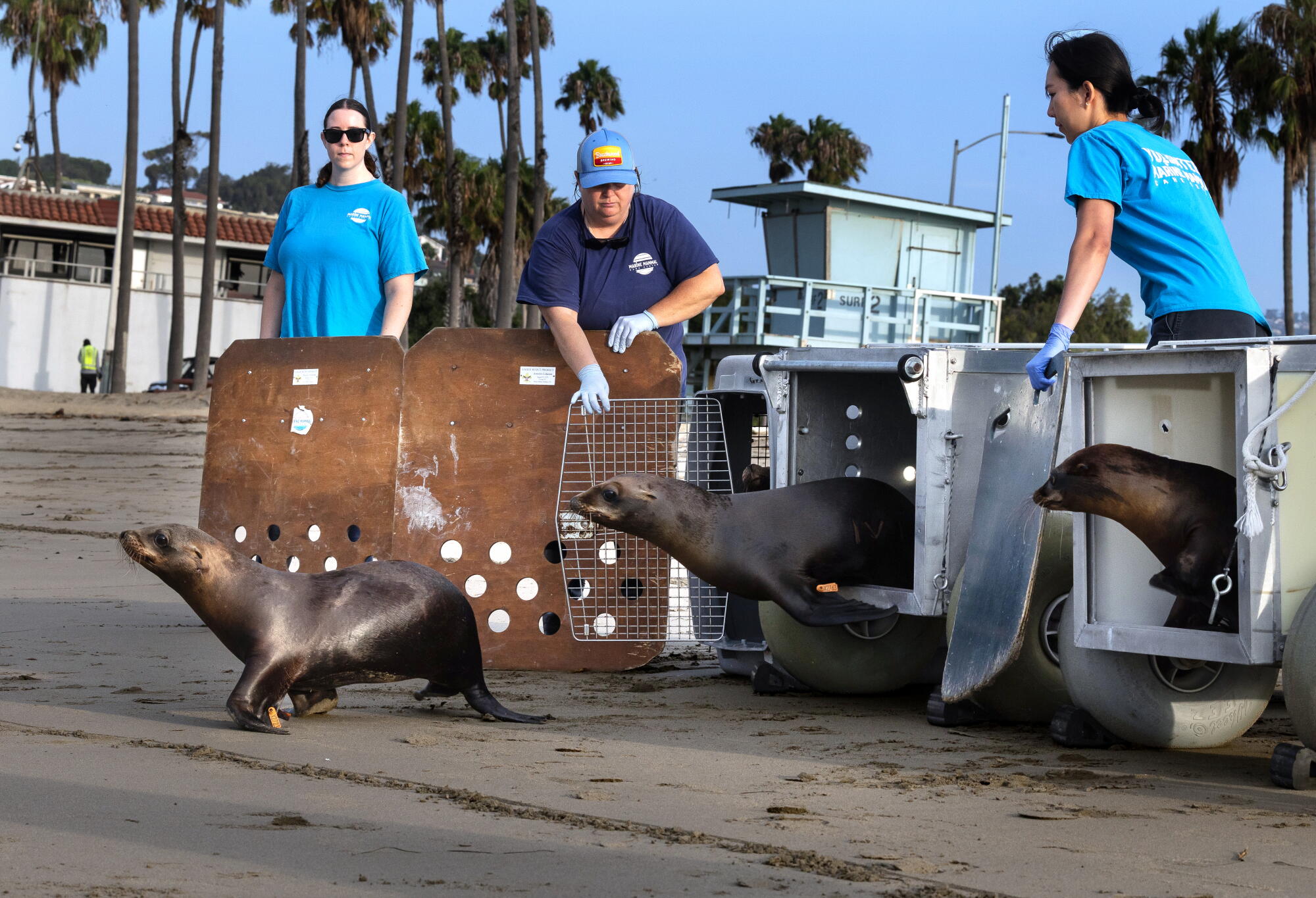 Des bénévoles relâchent des lions de mer sur la plage