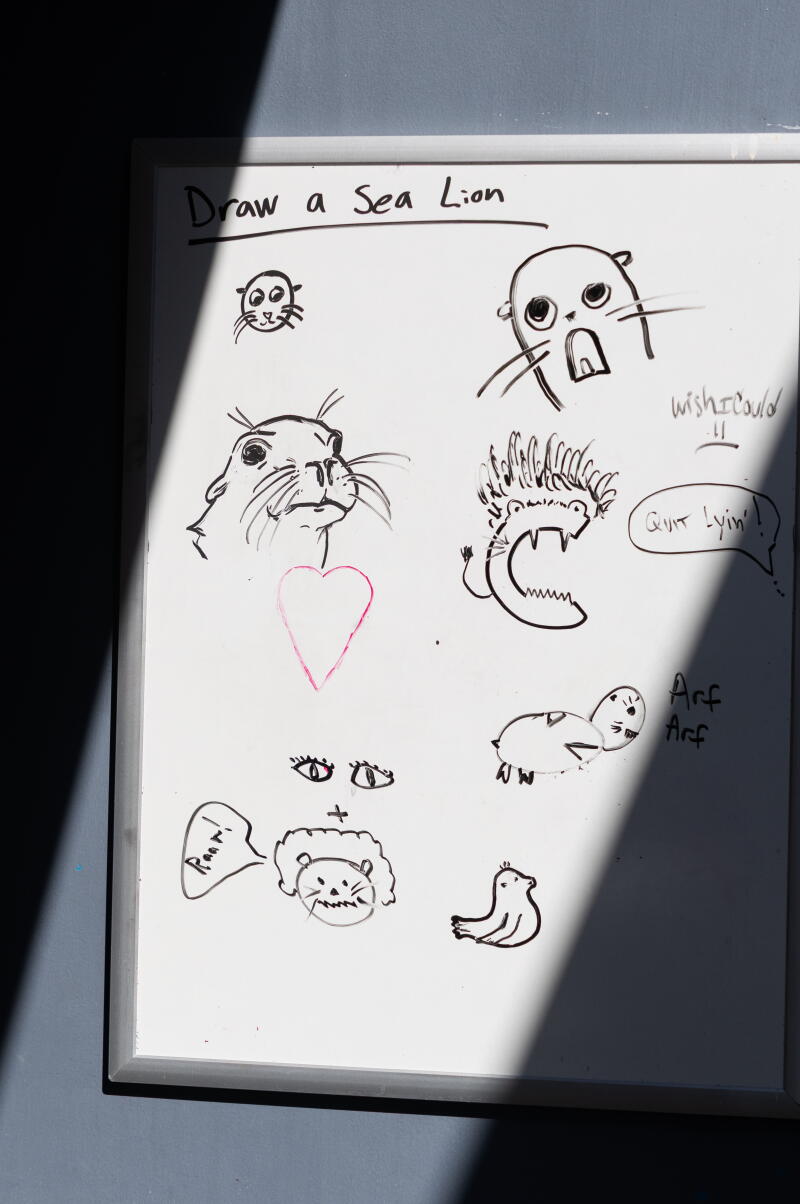 lion de mer et autres dessins sur un tableau blanc