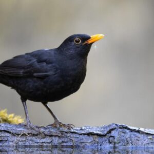 CANTO AVES | Quel est le chant préféré des humains ? Une expérience de la réponse
