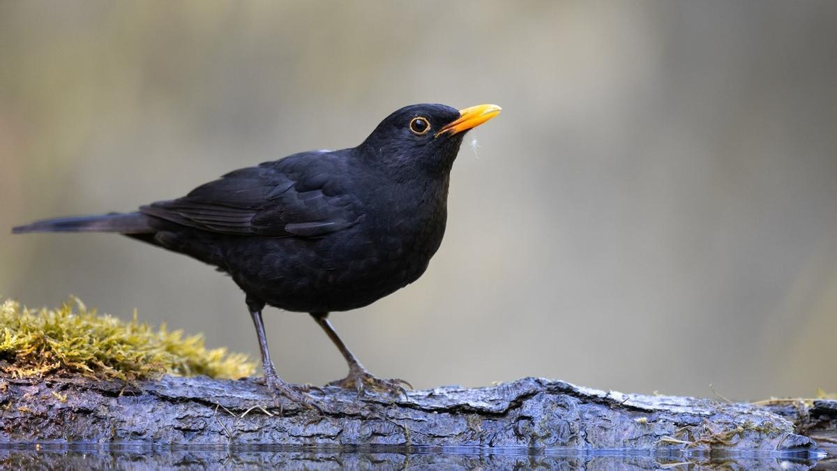 El mirlo se ha alzado con la mejor puntuación en canto de aves