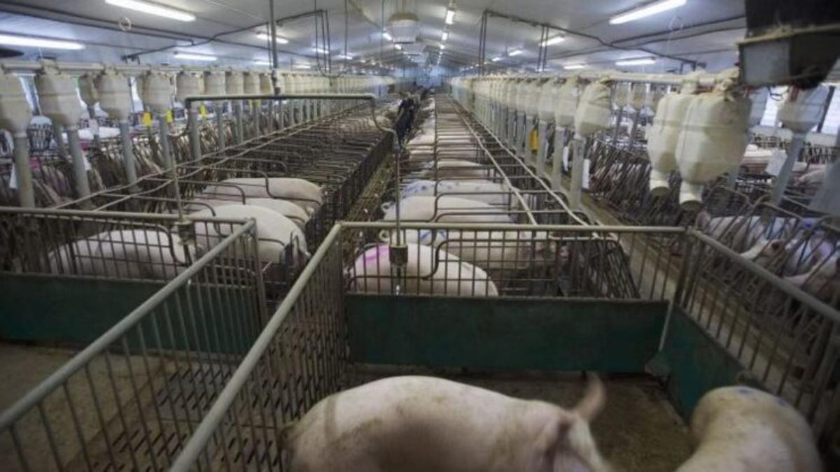Les macrogranjas contribuent également à la contamination du milieu