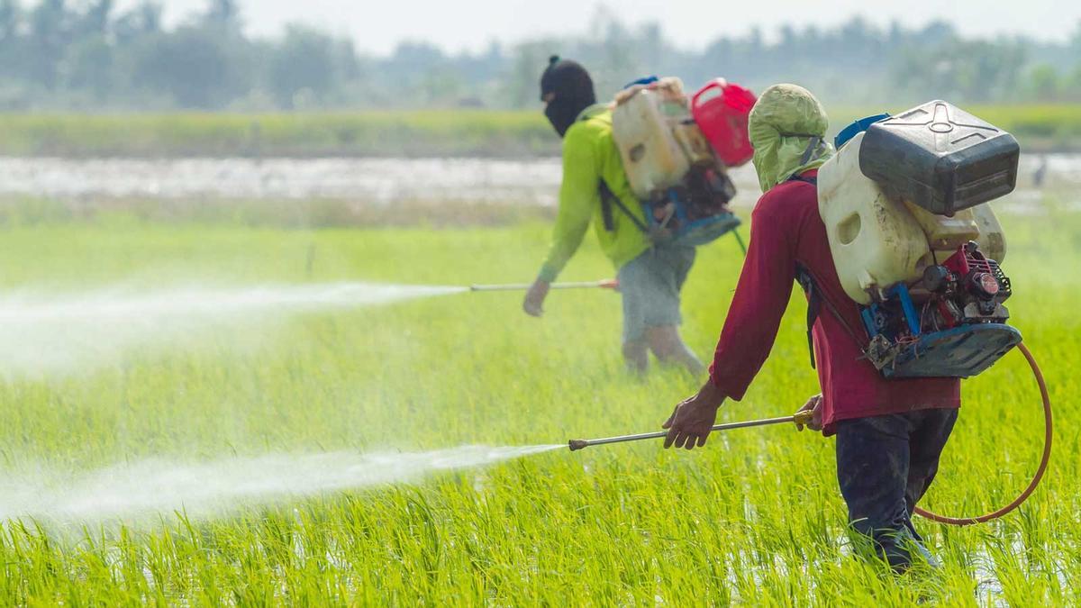 En Europe du Sud, 32 % des agriculteurs souffrent d'intoxications par les pesticides, selon l'information.
