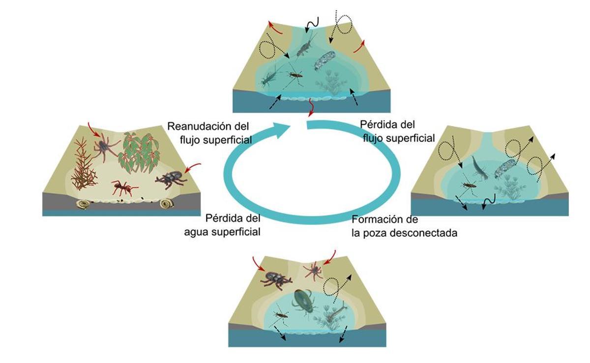 Dinámica ecológica dans un río de curso temporal