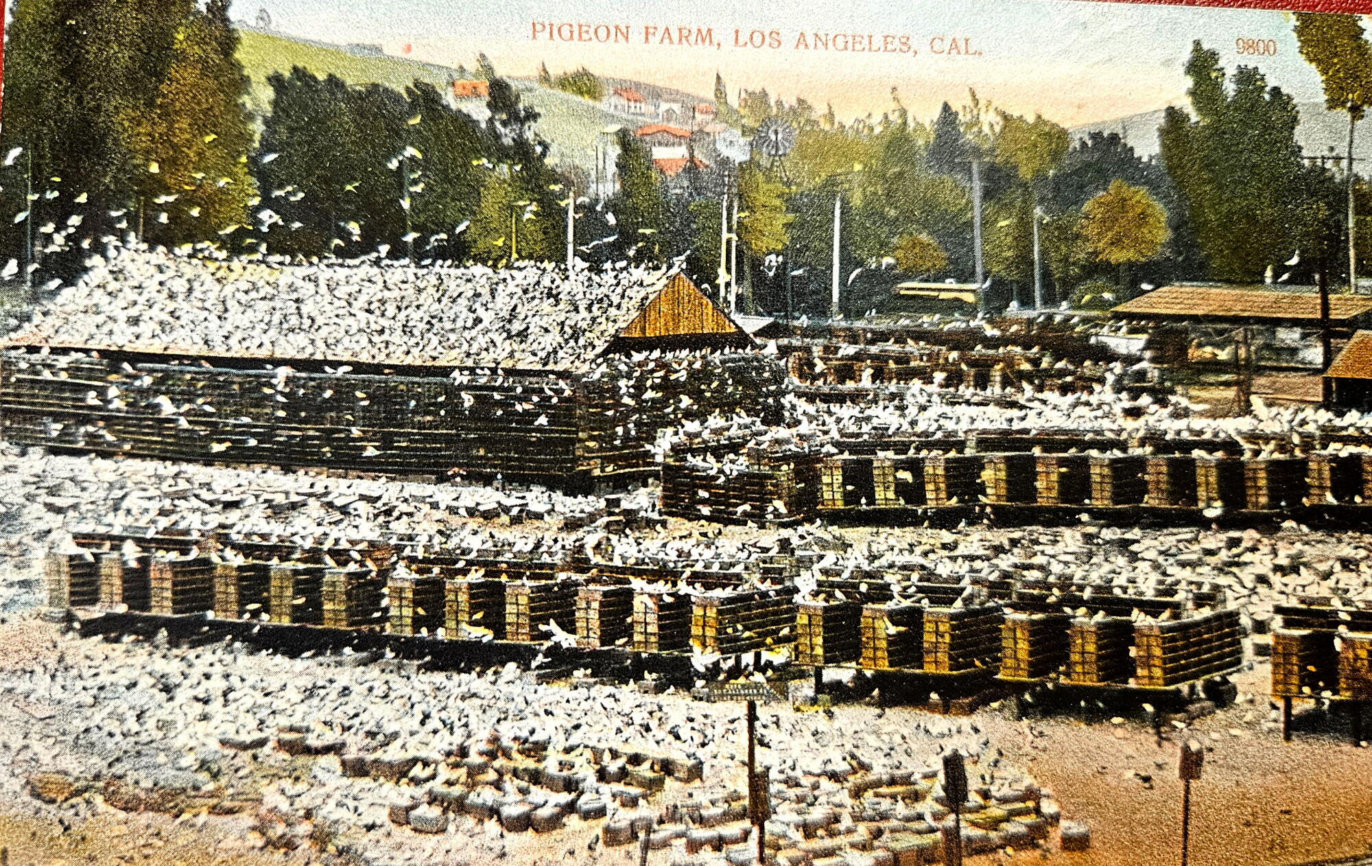 Une carte postale montrant un élevage de pigeons dans ce qui est aujourd'hui Lincoln Heights. De la collection privée de Patt Morrison.