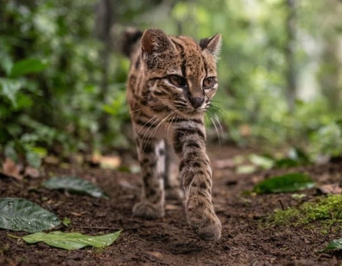 Image de la nouvelle espèce identifiée